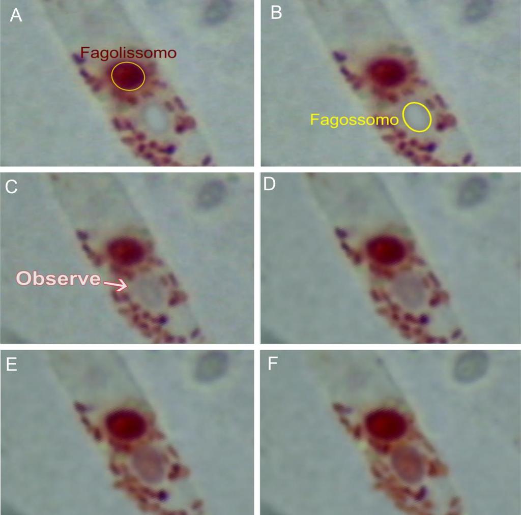 Para respondê-la são mostradas cenas nas quais se visualiza mudança de cor de um fagossomo, conforme observado na figura 2.