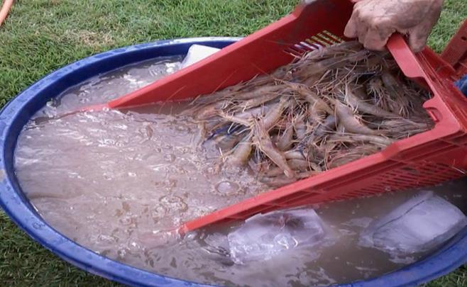 Como a carne dos Despesca total de camarão-da-malásia camarões de água doce é bastante sensível à deterioração enzimática, os animais devem ser abatidos à beira do viveiro, imediatamente após serem