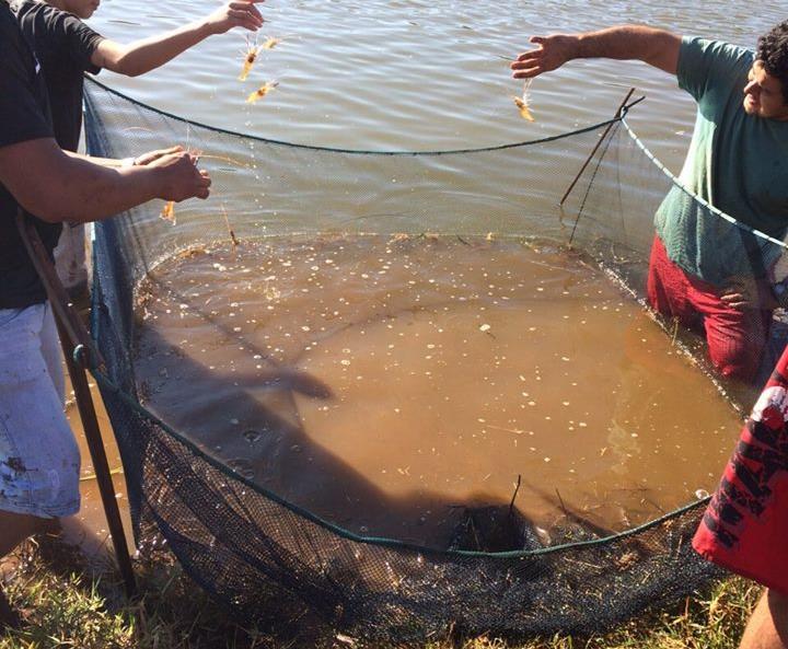 O crescimento final do camarão-da-malásia A criação do camarão-da-malásia pode ser feita em sistema de monocultivo ou em integração com outras produção, como peixes ou vegetais.