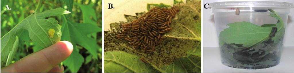Metodologia de criação em laboratório do ciclo completo da lagarta-dogirassol Chlosyne Lacinia (Lepidoptera: Nymphalidae) 11 Estágio imaturo Massas de ovos de C.