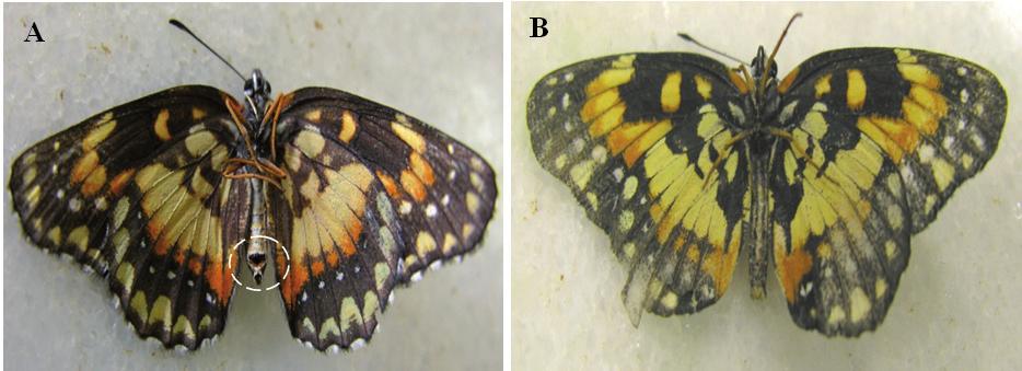 12 Metodologia de criação em laboratório do ciclo completo da lagarta-do-girassol Chlosyne Lacinia (Lepidoptera: Nymphalidae)