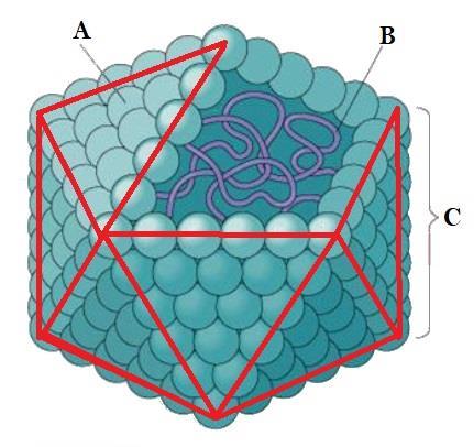 2.2. Simetria helicoidal Nesta simetria, o genoma viral está ligado a toda proteína de capsídeo [Figura 5], formando uma espiral, de modo que, na microscopia eletrônica, a partícula viral aparecerá