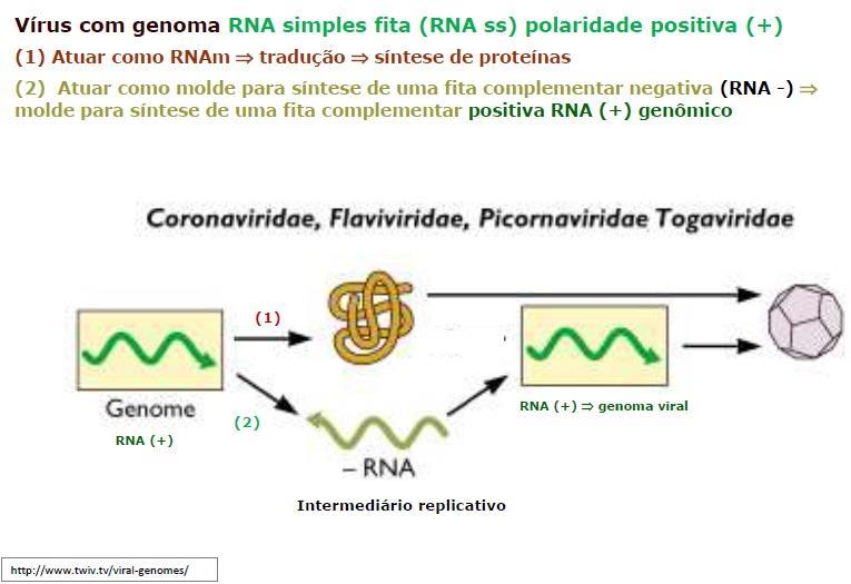 A primeira etapa da replicação é a síntese da cadeia complementar de DNA a partir da DNA polimerase celular.