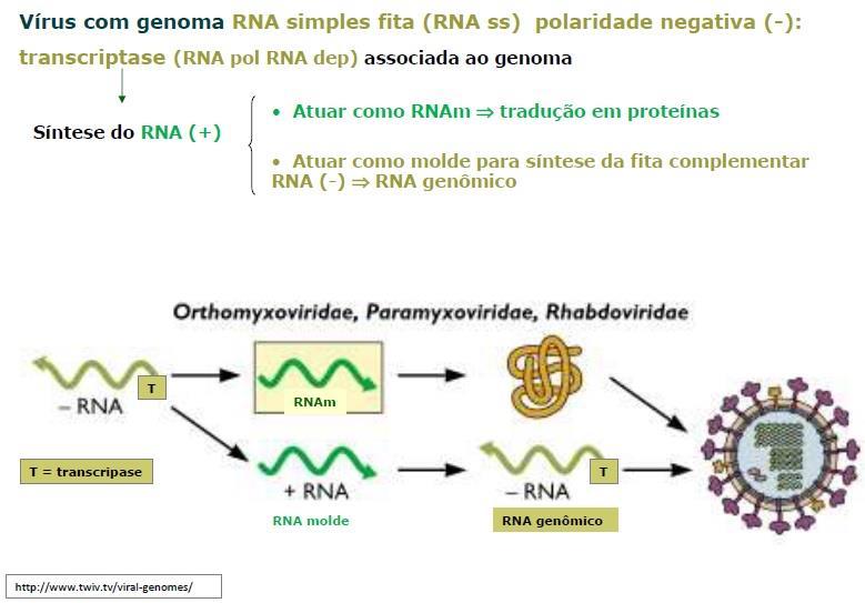 4.3. Vírus de genoma RNA simples fita polaridade positiva Figura 17 Sendo um vírus RNA, a replicação acontecerá no citoplasma.