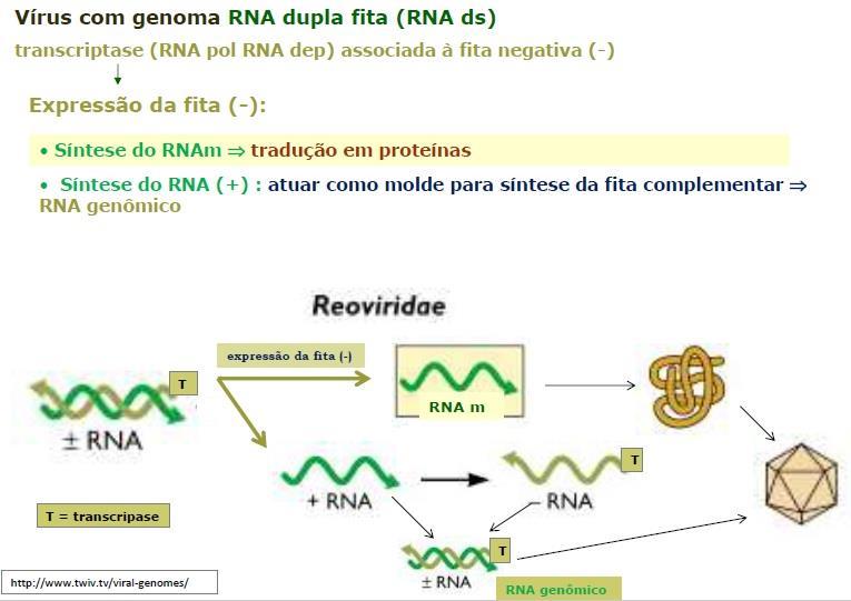 Assim como ocorre com o genoma RNA de polaridade positiva, este também irá trazer consigo uma enzima RNA polimerase RNA dependente e sua replicação também ocorrerá no citoplasma.