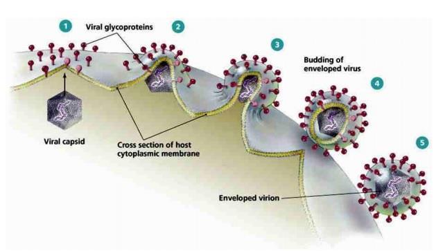 5.2.1. Brotamento envelope da membrana celular As glicoproteínas virais produzidas no citoplasma irão se inserir na membrana da célula, buscando os sítios de inserção por afinidade.