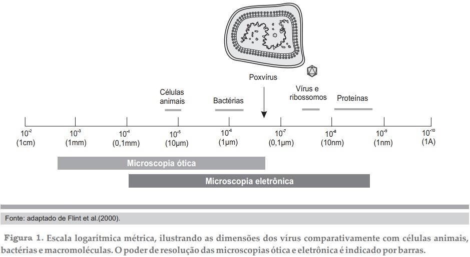 1. Introdução 1.1. Definição Os vírus, em sua estrutura básica, são compostos por material genético envolto por uma camada de proteína.