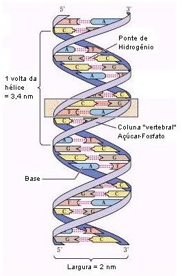 14. Comentário: Analisando cada item: Item A: falso. O DNA possui segmentos denominados genes que se constituem nas fontes de informação para a produção das proteínas.