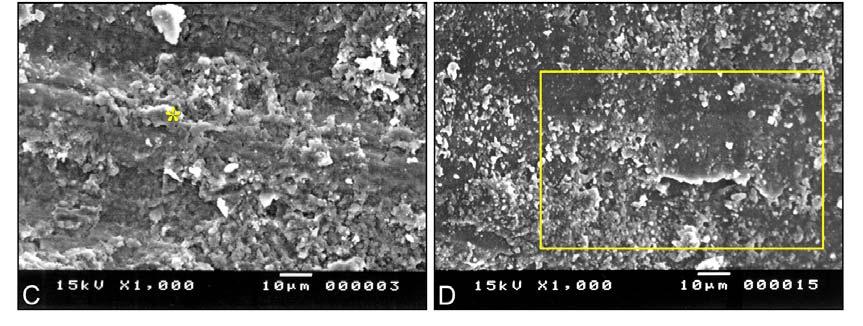 A presença de smear associada ao cimento obturador foi constatada nos espécimes tratados com NaOCl (C).