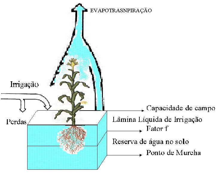 Irrigacão real necessária