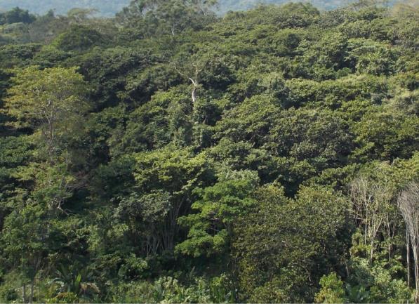 Na área de estudo foram definidas as seguintes classes: 1- Miombo denso (MD); 2- Miombo aberto (MA); 3- Savana Bosque (SA); 4- Herbáceas (HB); 5- Áreas