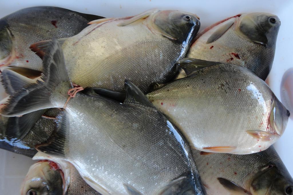 2 Cuidados Essenciais no Manejo Alimentar de Peixes Redondos Cultivados no Estado do Amapá subfamília Serrasalminae).
