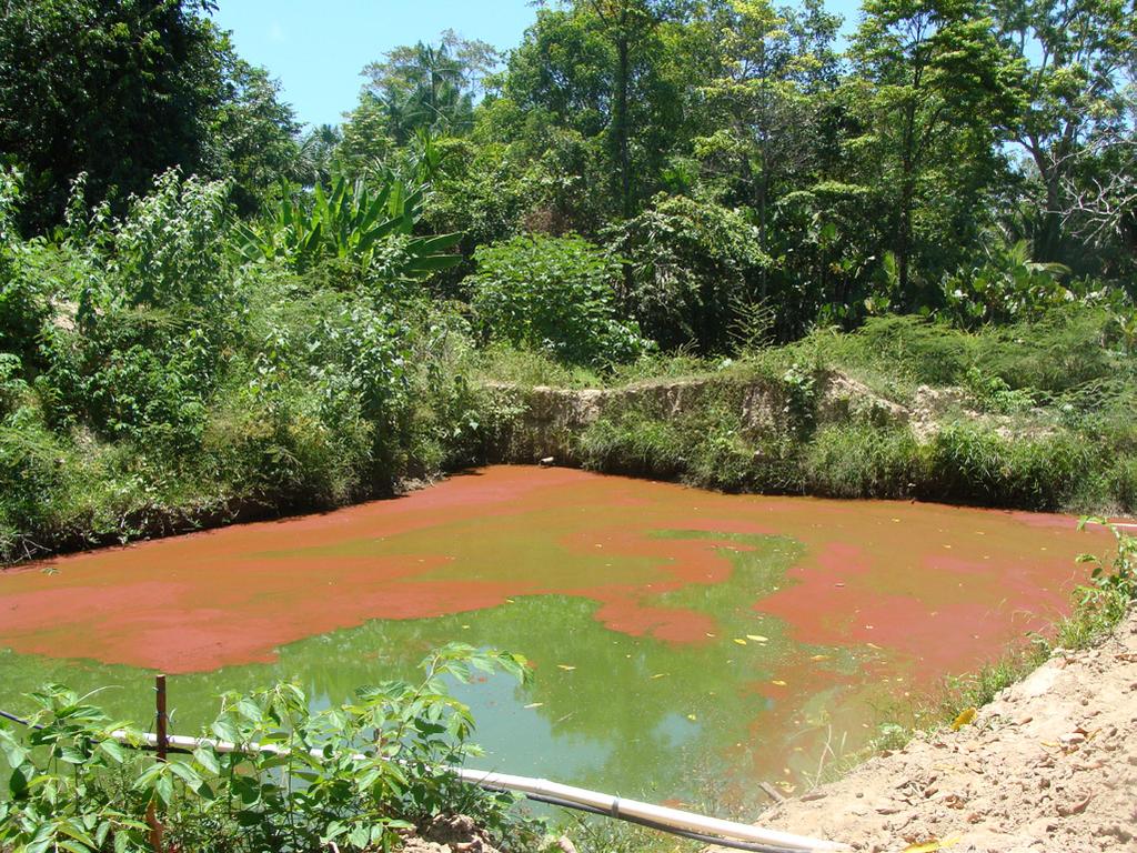 Cuidados Essenciais no Manejo Alimentar de Peixes Redondos Cultivados no Estado do Amapá 3 se depara no momento de comprar e receber ração.