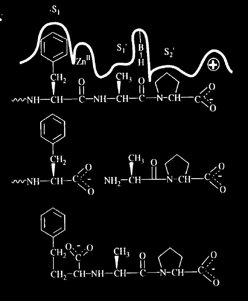 as membranas enalapril dose única diária