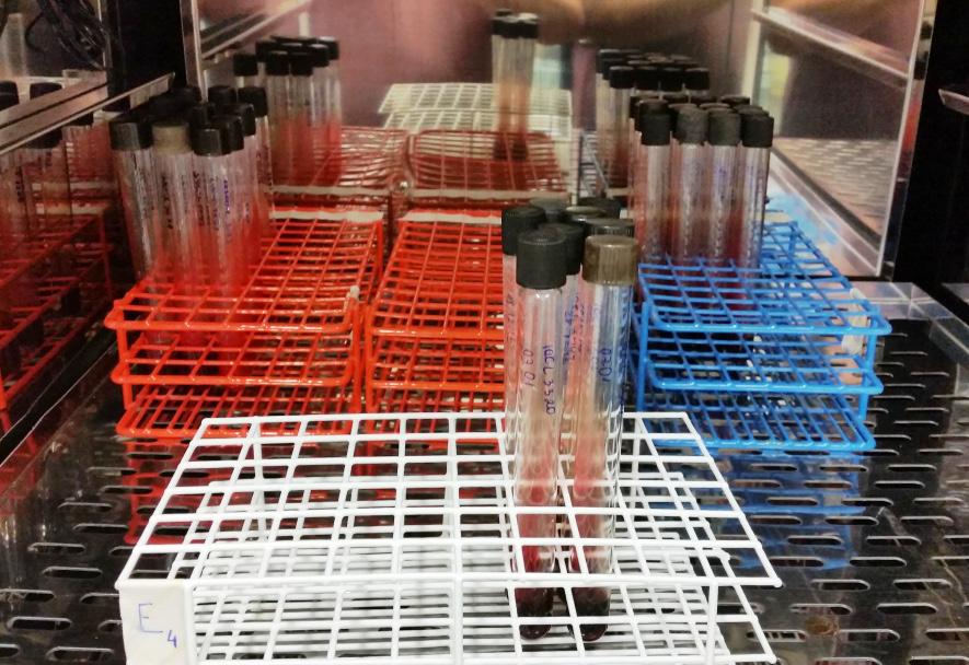 de 2016 CLIOC Culturas de leishmanias em tubos durante incubação.