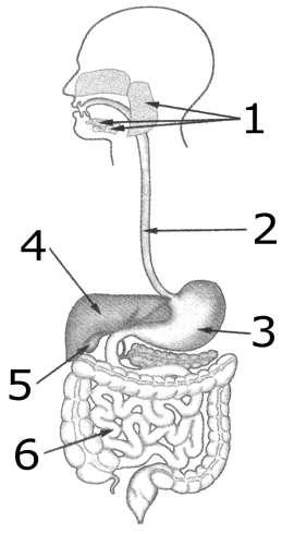 ... 8)Associe as colunas. (A) Fígado ( )Absorve a água e os sais minerais (B) Estômago ( ) É considerada uma glândula mista. (C) Pâncreas ( ) Produz uma secreção rica em enzimas digestivas.