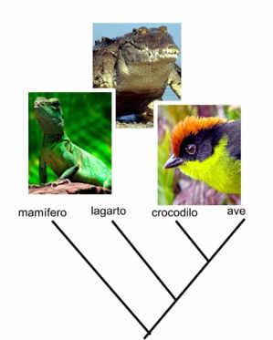 homologias homoplasias Dois taxa podem ser muito