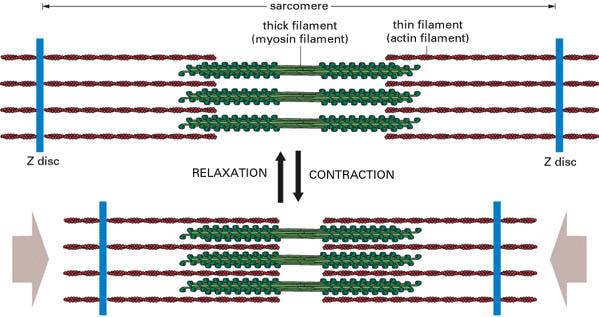ELEMENTOS CONTRÁTEIS Filamentos grossos (miosina) Filamentos finos (actina) Relaxado Contraido As miofibrilas
