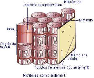 SARCOLEMA Membrana Plasmática O sarcolema da fibra muscular sofre invaginações formando túbulos anastomosados que envolvem cada conjunto de miofibrilas.