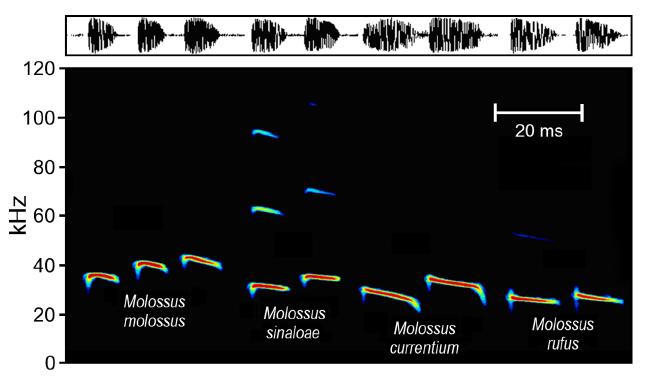 34 FIGURA 13: SONOGRAMA E ESPECTROGRAMA DOS SINAIS DE QUATRO ESPÉCIES DO GÊNERO Molossus. ADAPTADO DE Jung et al.(2014). Gravações de M.