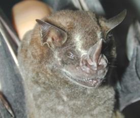 Ecological responses of frugivorous bats to seasonal