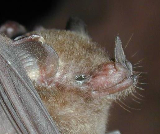 Glossophagine bats and their flowers: