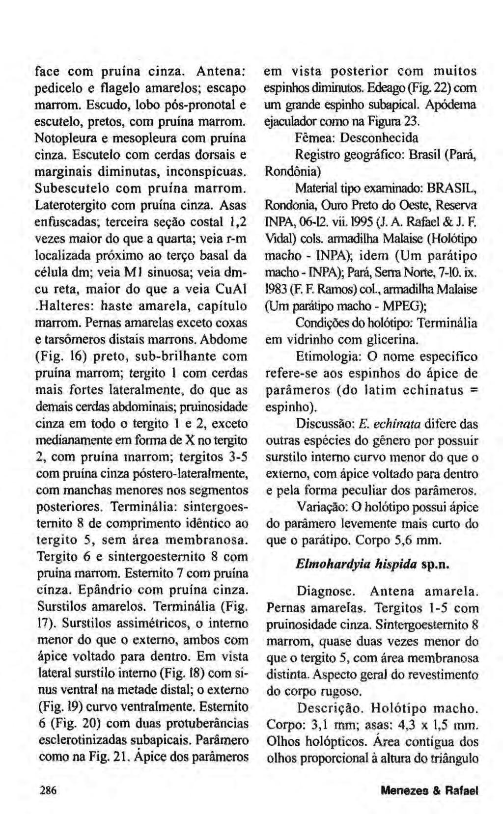 face com pruína cinza. Antena; pedicelo e flagelo amarelos; escapo marrom. Escudo, lobo pós-pronotal e escutelo, pretos, com pruína marrom. Notopleura e mesopleura com pruína cinza.