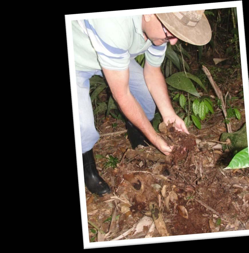 Compostagem A compostagem é um fenômeno que ocorre na