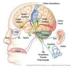 receptor ÓRGÃOS DOS SENTIDOS CÉREBRO