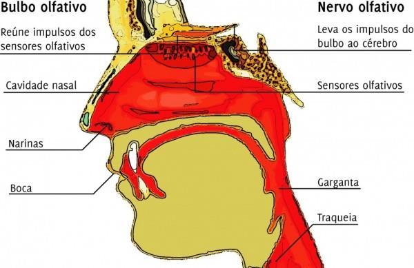 Órgãos dos sentidos OLFATO E O NARIZ Ilustração das estruturas