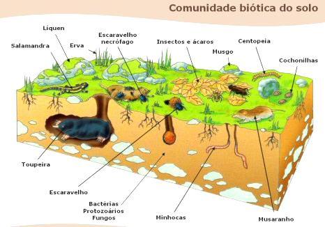 Factores de formação do solo (pedogenéticos) ACTIVIDADE BIOLÓGICA (plantas, animais,