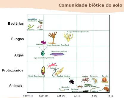 milhões de bactérias pertencentes a 15 000-20 000 espécies diferentes solos desérticos - 1 milhão