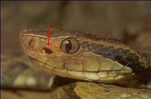 úmida fora da água. Destacamos aqui uma estrutura existente entre os olhos e as narinas de cobras, chamada fosseta loreal.