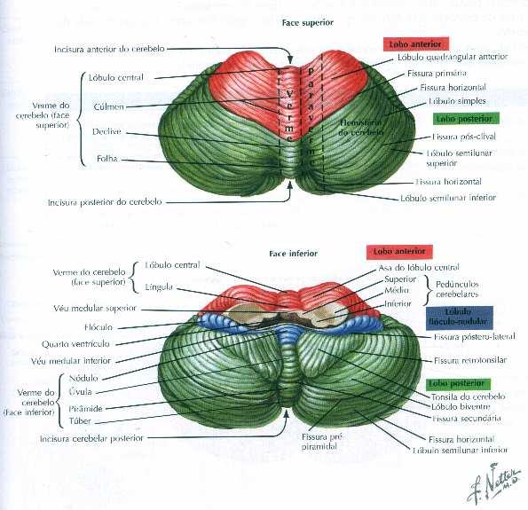 Anatomia Cerebelar -Manutenção da postura; - Coordenação dos