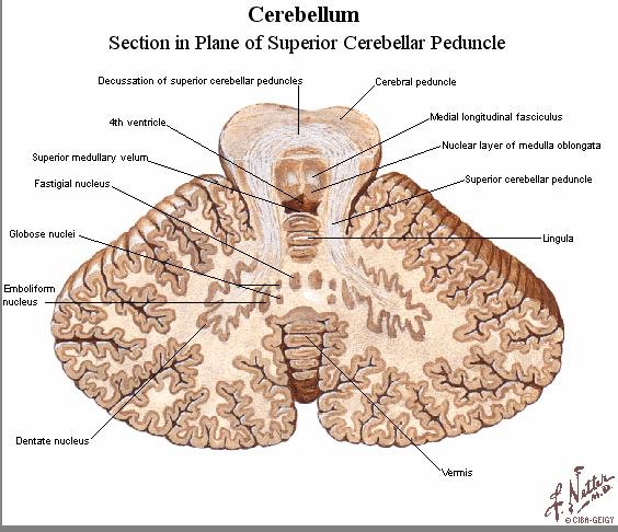 Anatomia