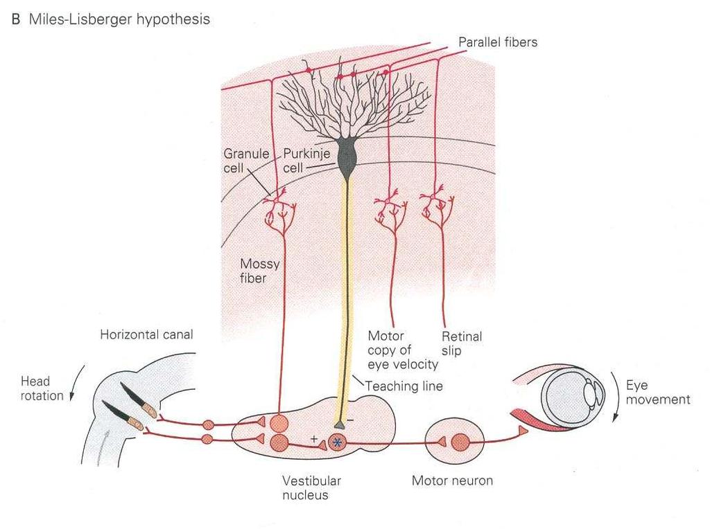 sensorial integração no cerebelo e nos