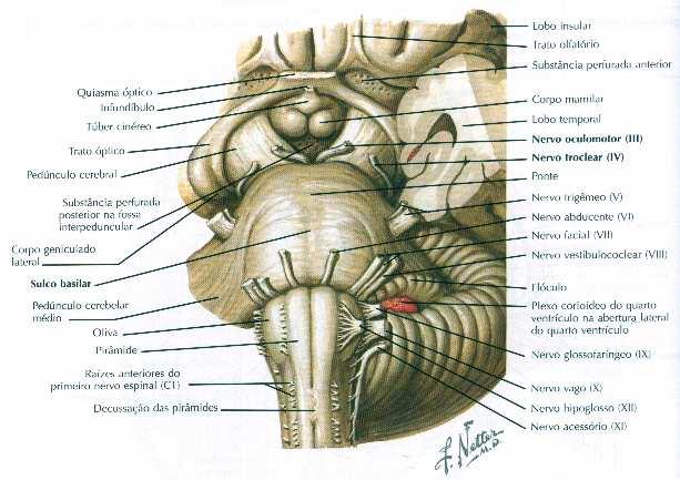 Anatomia do tronco