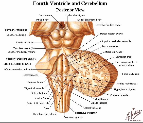 Anatomia do