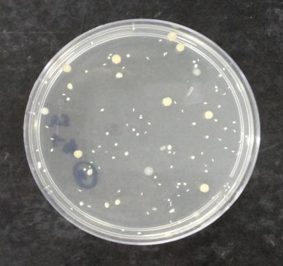 Anexo Germi Rio Figura 1. ATCC 6538 Staphylococcus aureus.