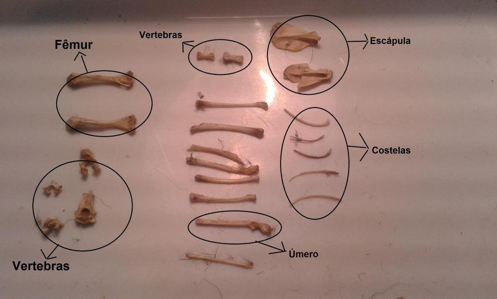 21 Figura 8 Ossos de mamíferos separados por tipos. Os ossos não circulados não foram possíveis de serem identificados por estarem quebrados. 2.2.1.2 - Segunda amostra Nessa amostra, além dos mesmos ossos já identificados na primeira amostra, pode-se notar a presença de uma tíbia, de um crânio inteiro e pedaços de outros crânios (Figura 9).