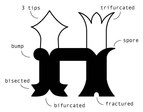 Memória (tipo)gráfica Figure 1. Variations on the structure of a tuscan letter: trifurcated, bifurcated, fractured and bisected serifs, serifs with 3 tips, bumps and spores.