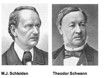 Mudou a concepção do desenvolvimento embrionário e da hereditariedade TEORIA CELULAR 1839 Matthias Schleiden e Theodor Schwann formularam a teoria