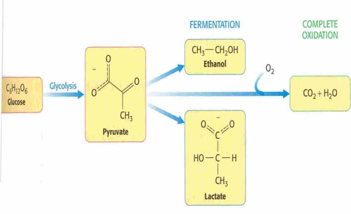 Destino do piruvato em condições aeróbicas e anaeróbicas Glicólise Fermentação Oxidação completa Em condições aeróbicas o piruvato é oxidado a acetato que entra no ciclo do ácido cítrico (TCA) sendo