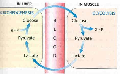 A formação de lactato no músculo em actividade e nos eritrócitos (não têm mitocôndrias logo não podem oxidar a glicose completamente) constitui um beco sem saída em termos metabólicos.