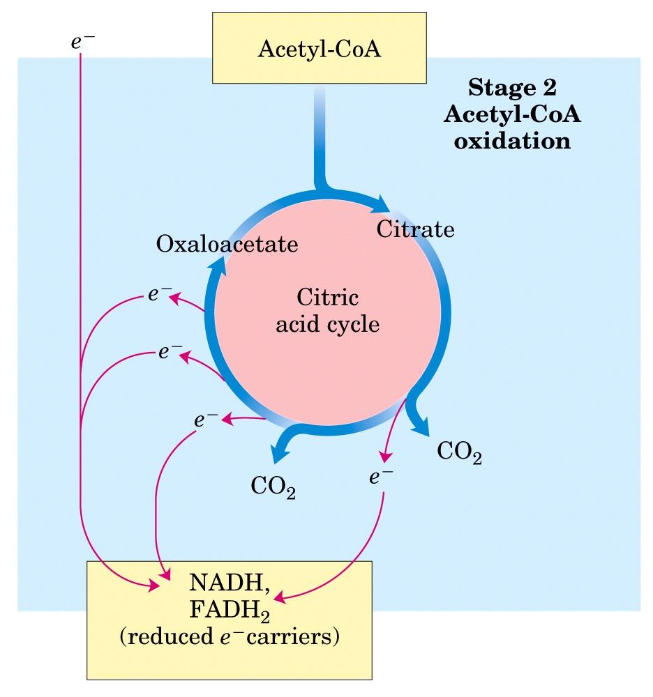 2º passo ciclo do ácido