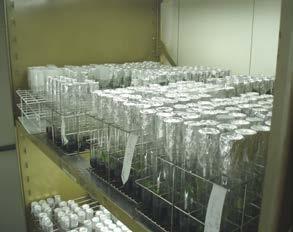 Exemplos de diferentes explantes utilizados no desenvolvimento de protocolos de criopreservação: (A) gemas de tubérculos de cará (Dioscorea sp); (B) plantas de mandioca (Manihot esculenta Krantz)