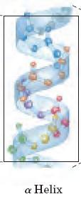 ESTRUTURA SECUNDÁRIA O grupo dos péptidos: Estudos indicam que o grupo dos péptidos tem uma estrutura rígida e planar como resultado de interacções de ressonância que dão à ligação peptídica um