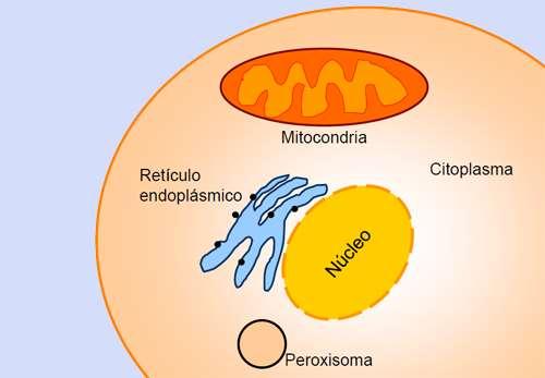 MECANISMOS DE CONTROLO DE QUALIDADE DAS PROTEÍNAS A NÍVEL CELULAR Desde que as proteínas são sintetizadas, ainda sob a forma de cadeias aminoacídicas simples, até adquirirem a sua estrutura final e