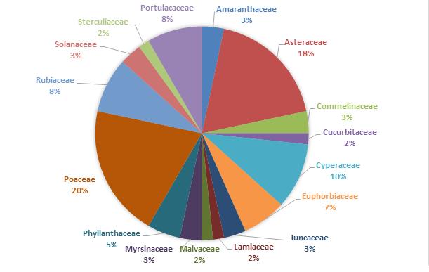 As espécies herbáceas foram predominantes nos bancos de sementes das localidades estudadas. Os gêneros herbáceos mais representativos foram Cyperus (6) e Portulaca (6) e Spermacoce (5).