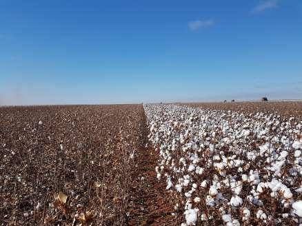 DESTRUIÇÃO DOS RESTOS CULTURAIS DO ALGODÃO Ausência de plantas hspedeiras: finalizar n limp.